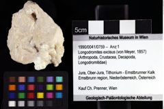 Foto (Objket + Etiketten) von Longodromites excisus (von Meyer, 1857) 